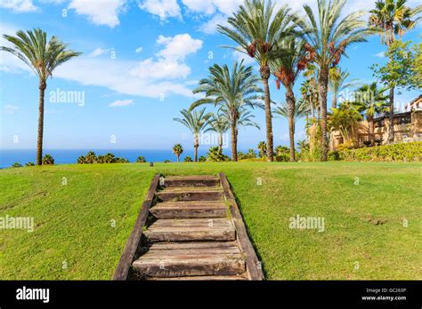Wooden Steps And Palm Trees In Tropical Landscape Of Tenerife Canary