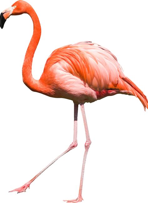 Flamingo Png Transparent Image Download Size 550x754px