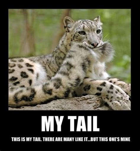 Silly Snow Leopard Is Silly Humor Pinterest Snow Leopard