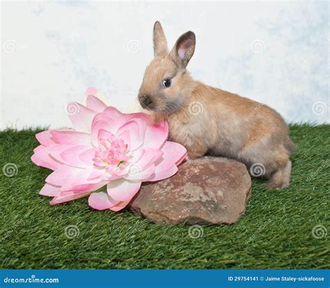 Sweet Baby Bunny Stock Image Image Of Flower Small 29754141