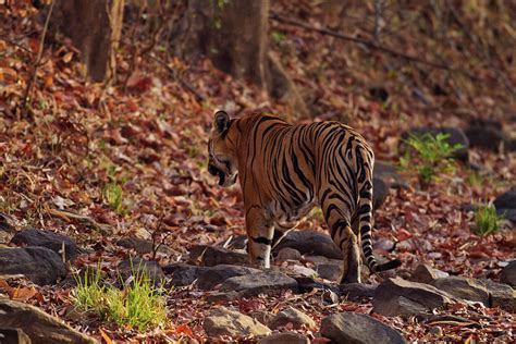 Royal Bengal Tiger Walking Photograph By Jagdeep Rajput Pixels