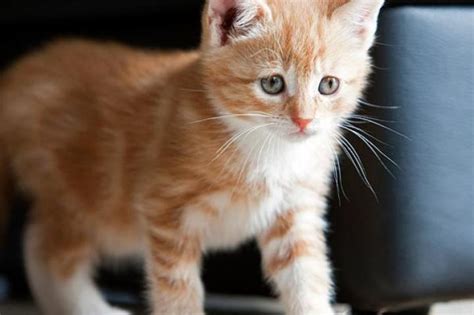 Absolutely Adorable Kitten Photos Too Cute Animal Planet