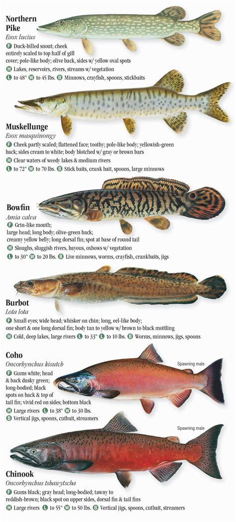 Freshwater Fishes Of Minnesota Quick Reference Publishing Retail