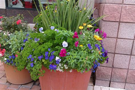 Winterspring Color Pots In Houston Container Gardening Spring