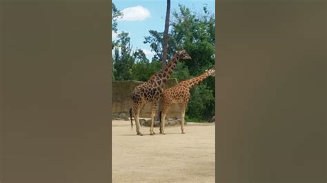 Giraffe Having Sex At Melbourne Zoo Youtube