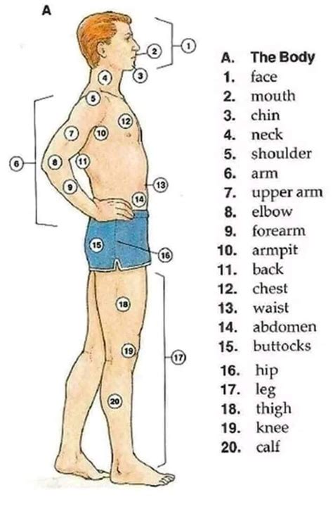 Body Parts Aroung The Chest Human Body Body Parts Parts Of The Body 1