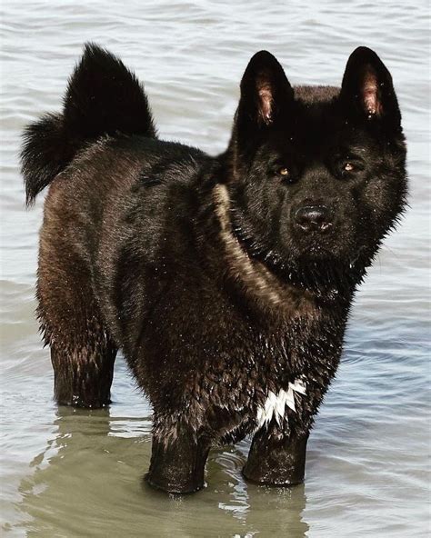 Theyre Named For A Region In Japan Akita Dog Akita Dogs And Puppies
