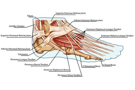 Ligaments and tendons of … category: Plantar Fasciitis and Foot Pain in Nursing