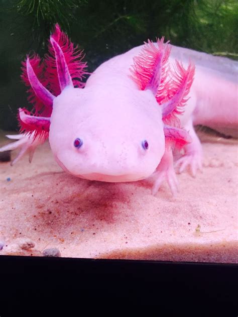My Baby ️ ️ ️ ️ ️ ️ Axolotl Cute Animals Pet Mama
