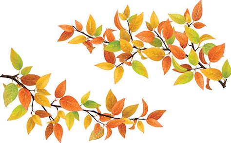 699400 Autumn Tree Branch Stock Photos Pictures And Royalty Free