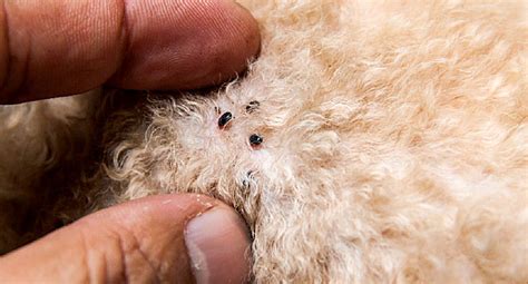 How to tell if your cat or dog has fleas? Look for Signs That Your Pet May Be Infected