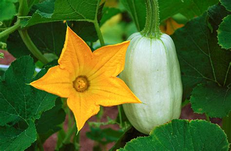 Winter Squash