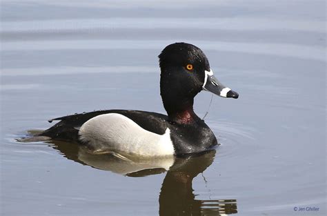 Ring Necked Duck Male Breeding Plumage Jen Gfeller Nature Photography