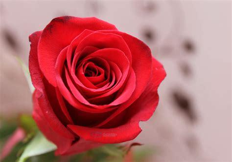 Fantastis 20 Fungsi Duri Bunga Mawar Gambar Bunga Hd