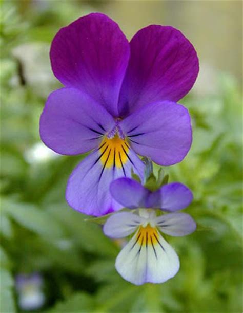 Lista di 35 tipi di fiori di primavera con relativi nomi e immagini; NEL MONDO DI KRILU': Violette: fiori di primavera