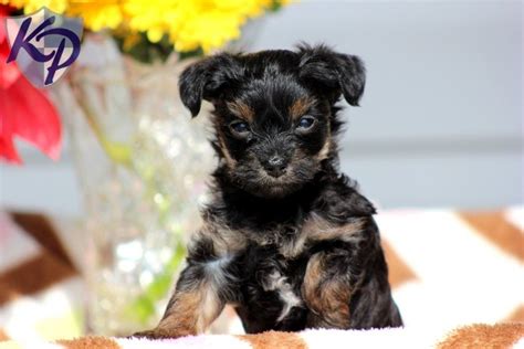 Feel free to browse hundreds of active classified puppy for sale listings, from dog breeders in pa and the. Puppy Finder: Find & Buy a Dog today by using our ...
