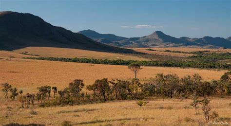 Climate Change Threatens To Water Down Cerrados Rich Biodiversity