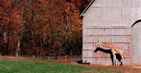 Former Nashville Zoo site considered for animal park