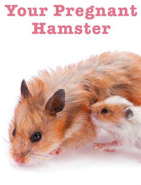 Your Pregnant Hamster How To Care For Her During Pregnancy And Birth