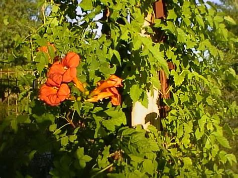 Campsis radicans pods produced numerous, papery, and small seeds (696 seeds/pod; Trumpet Creeper, How to Grow and Care for Trumpet Creepers ...