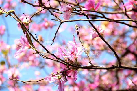 Winter Pink Flower Blooming Stock Photo Royalty Free Freeimages