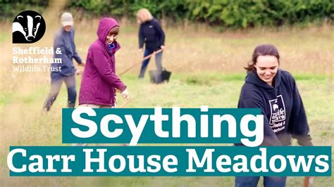 Traditional Scything At Carr House Meadows By Sheffield And Rotherham