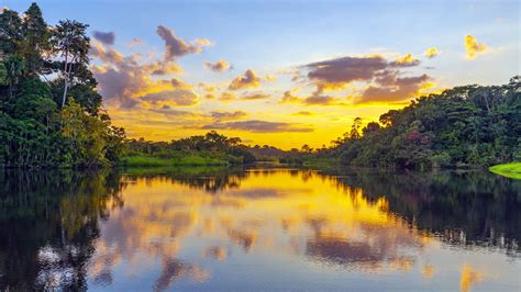 Manage your amazon.com store card or amazon prime. Does the Amazon Rainforest Really Produce 20 Percent of the World's Oxygen? | Mental Floss