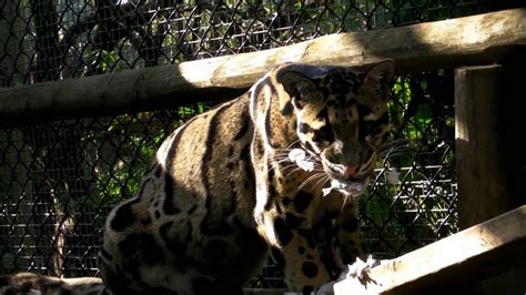 Feeding Time for a Clouded Leopard at Howletts Wild Animal ...