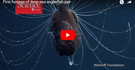 Mfs Viral Vids 2 First Footage Of Deep Sea Anglerfish Pair