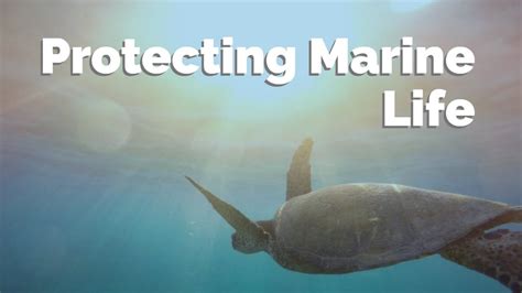 Protecting Marine Life Youtube