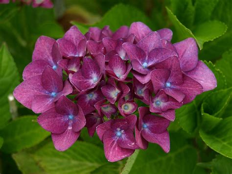 Plant Hydrangeas To Get The Best Blooms Espoma