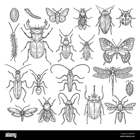 Insects Sketch Butterfly Beetle And Fly Ant Dragonfly Ladybug And