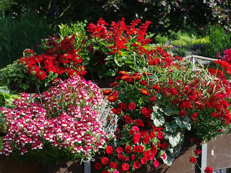 2 hühner in meinem garten: Rote Blumenfreude für Balkon und Terrasse