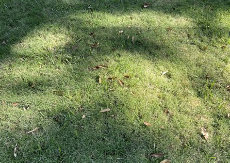 What Does Bermuda Grass Look Like Bermuda Grass Identification