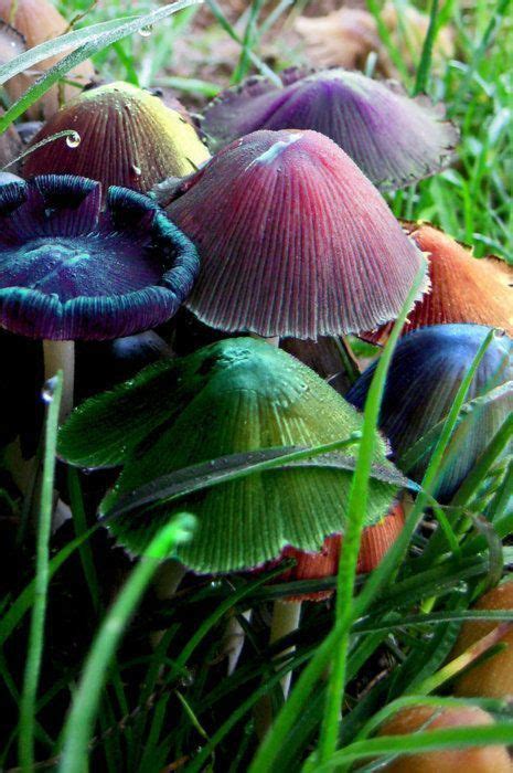 Colorful Mushrooms Stuffed Mushrooms Magical Mushrooms Fungi