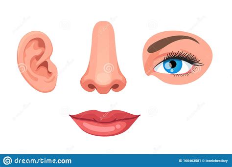 With an option to place clickable spots anywhere on the figure and link each of them to. Four Human Face Parts Or Sensory Organs Set Stock Vector ...