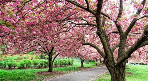 Portland Japanese Garden Cherry Blossom Bloom