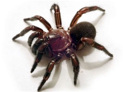New Group Of Trapdoor Spiders Discovered In Eastern Australia