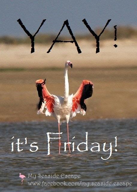 Good Morning Happy Friday Flamingo Art Flamingo Theme Birds And