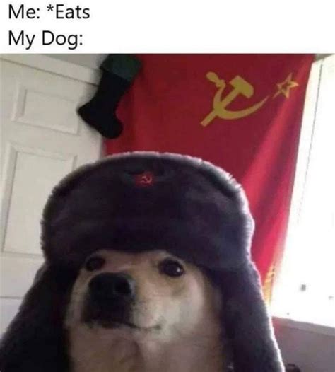 Doggo Meme