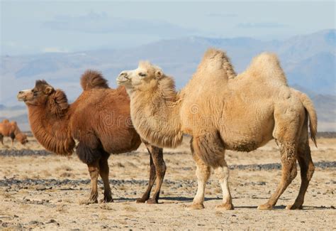 What is a group of ships traveling together called. Bactrian Camel In The Steppes Of Mongolia Stock Image ...