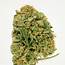 Blue Dream Strain Information & Reviews  Wheres Weed