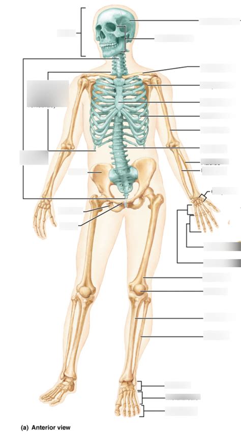 Skeletal System Anterior View Diagram Quizlet