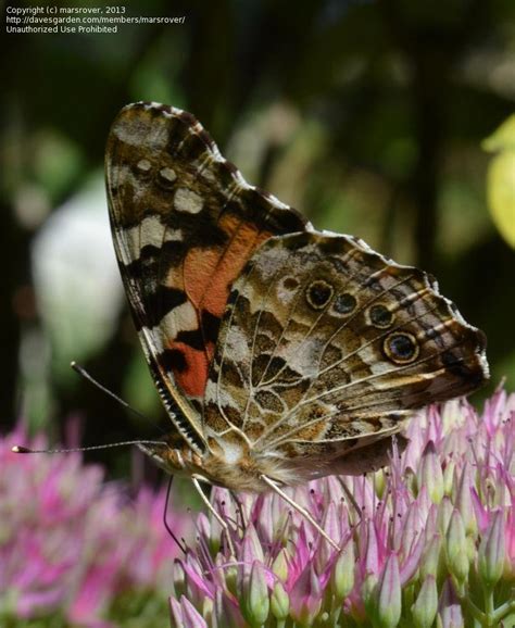 Bugfiles Pictures American Painted Lady Painted Beauty Virginia Lady