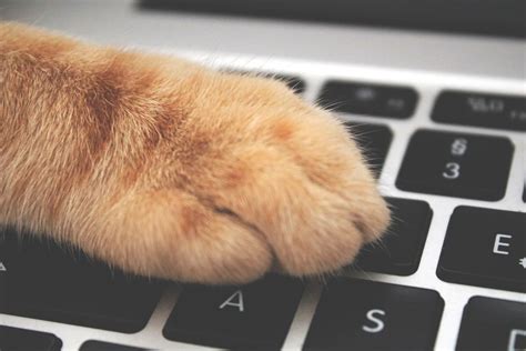 Cats On Twitter Ten Cute Accounts To Follow Today Petsradar