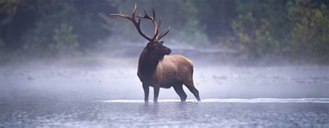The 10 Emblematic Animals Of Canada To Discover During Your Stay