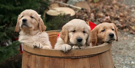 25 Adorably Cute Golden Retriever Puppy Photos