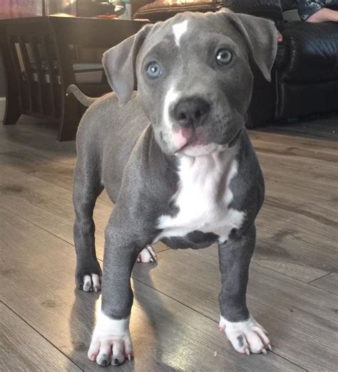 I Was Told Purebred Blue Nose Pit Bull Go Pitbull Forums