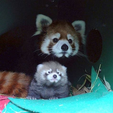 Please Follow Iloveredpandas Like Panda Like Cub Redpanda Panda