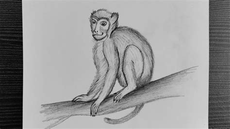Monkey Drawing Step By Step Drawing Pencil Sketch Animal Drawings